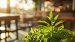 greenwashing chez mcdonald's : ce que révèlent les chiffres