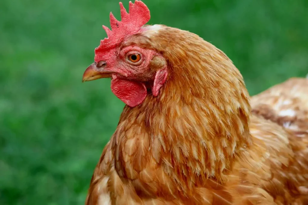 Élever quelques poules chez soi : les règles à connaître avant de se lancer